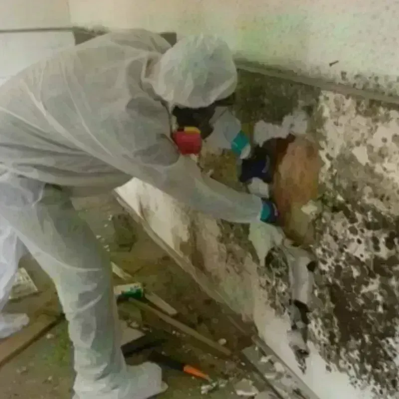 Mold Remediation and Removal in Fairview, CA